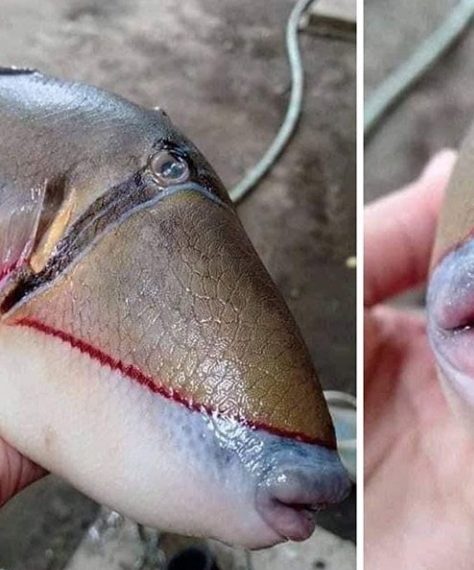 Fish With Human Like Teeth And Lips