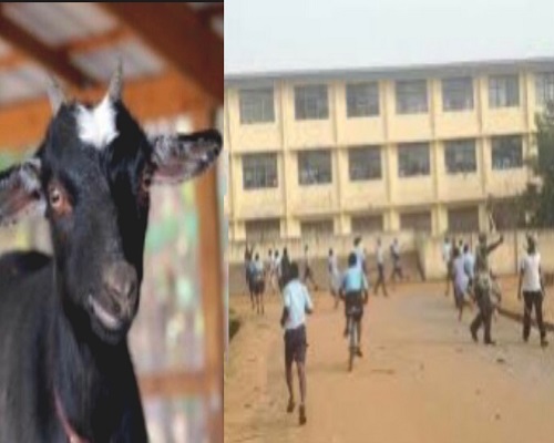 3 Students Of Adventist Senior High School Kicked Out Of Boarding House For Stealing Housemaster’s Goat. 46