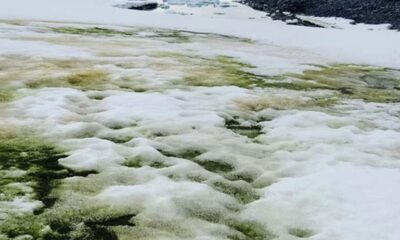 Why is Antarctica Turning Green? 11